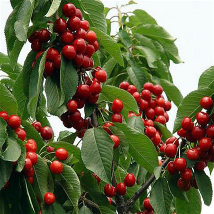 矮化樱桃苗质优价廉成活率高矮化樱桃苗当年结果规格齐全矮化樱桃苗