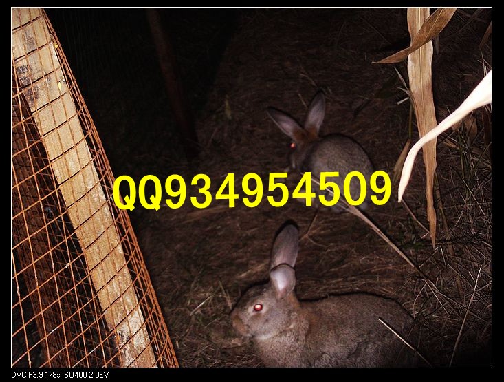 榆林农村特种养殖供应