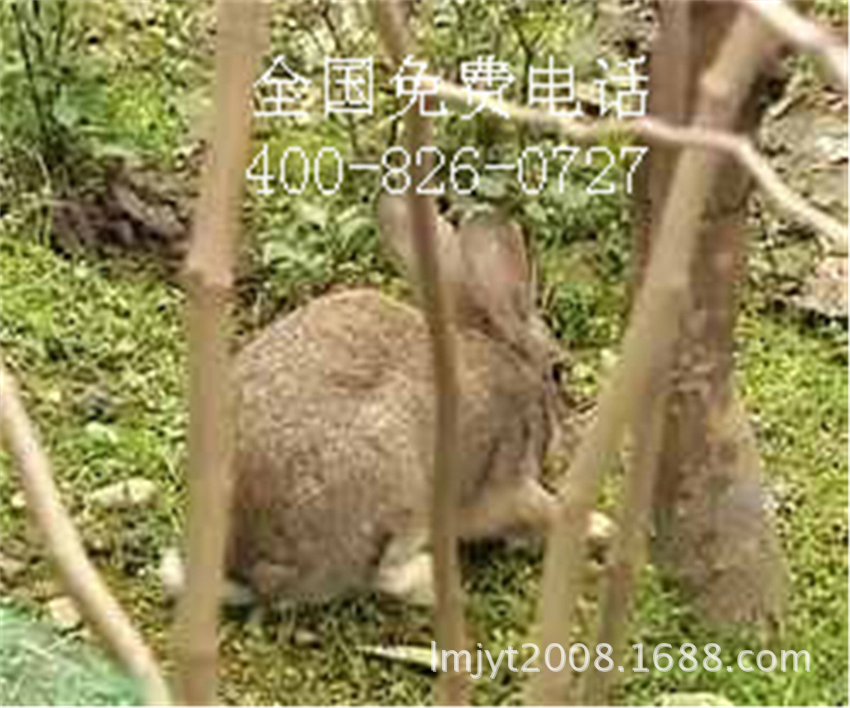 南宁隆安肉兔种兔供应批发