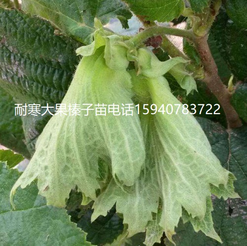 榆林高产大榛子辽宁榛子种植技术