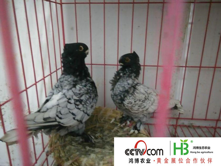 20151262345279_副本