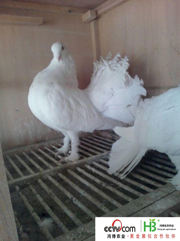 2015431146526_副本