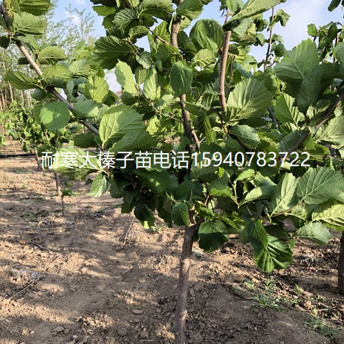 阜新辽宁大榛子苗抗寒榛子