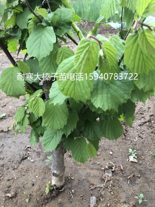 潍坊高产大榛子辽宁榛子查看