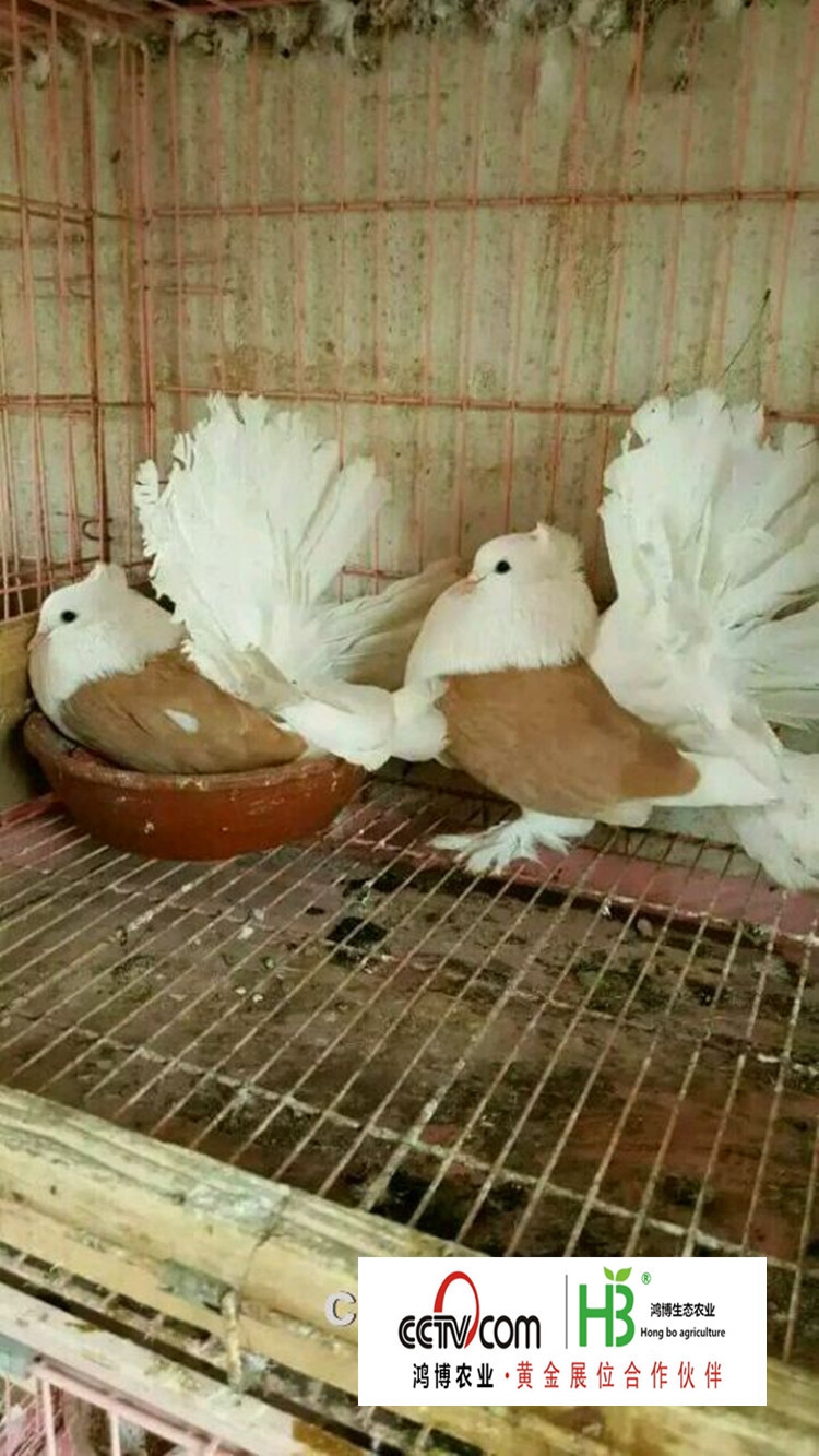 201605111dd73018845003_副本