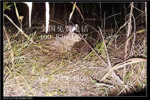 南平圈养特种养殖种苗