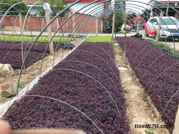 河南新乡5桂花桂花农户直销