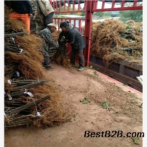 美味华丽无花果苗哪里有出售的