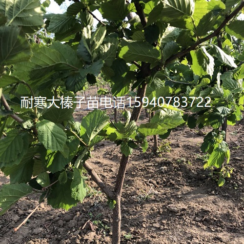 善大榛子苗批发优惠