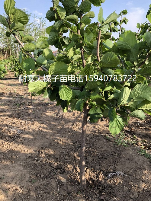 潍坊高产大榛子辽宁榛子查看