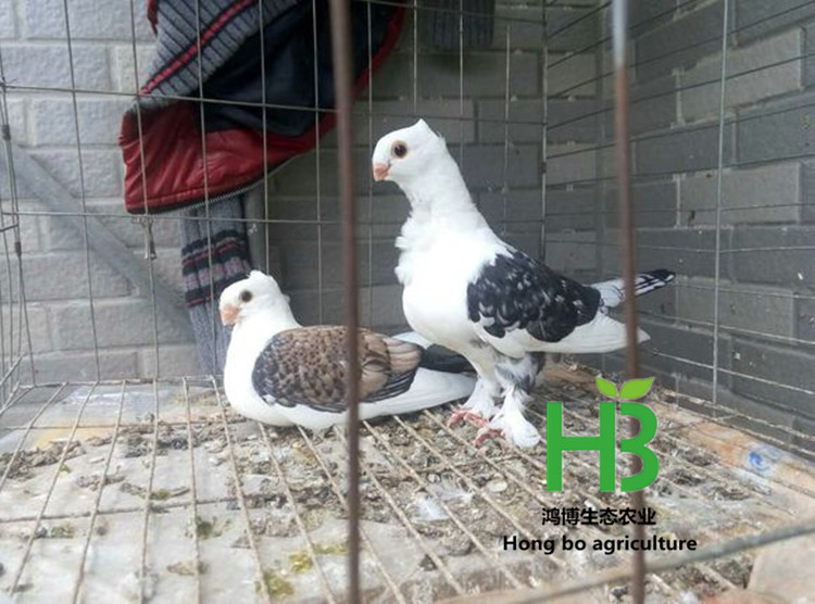 c8177f3e6709c93d733a88f2973df8