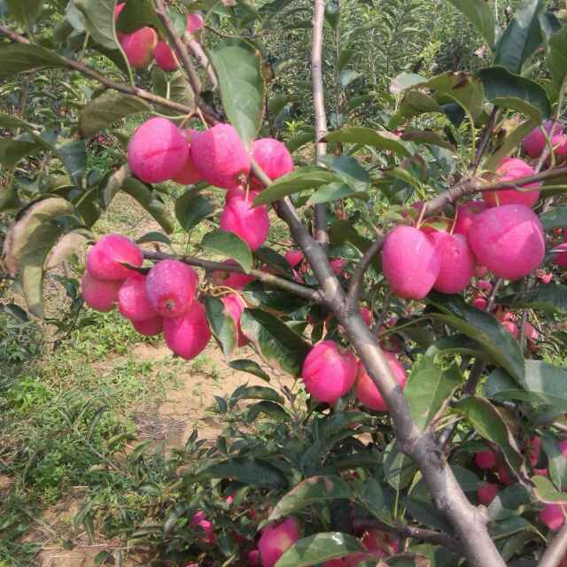 苹果苗_蛇果苹果苗_晨阳苹果苗_奥查金苹果苗_北红苹果苗_规格齐全_欢迎选购