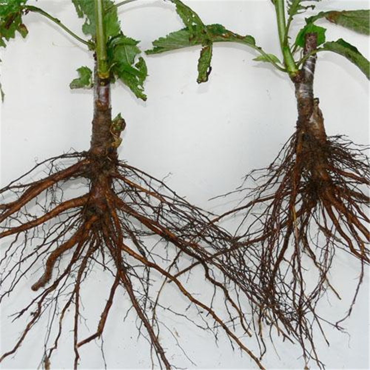 矮化樱桃苗质优价廉成活率高矮化樱桃苗当年结果规格齐全矮化樱桃苗