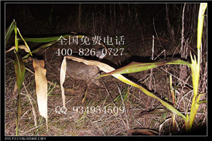 南平圈养特种养殖种苗