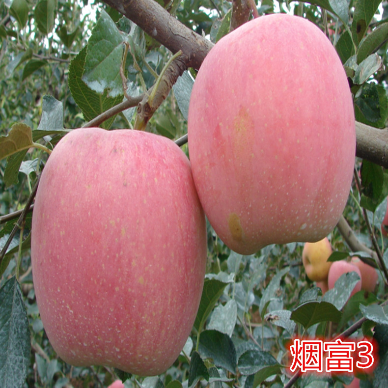 苹果苗_原圃苹果苗_蛇果苹果苗_早挂果苹果苗_神富1号苹果苗_规格齐全_欢迎选购