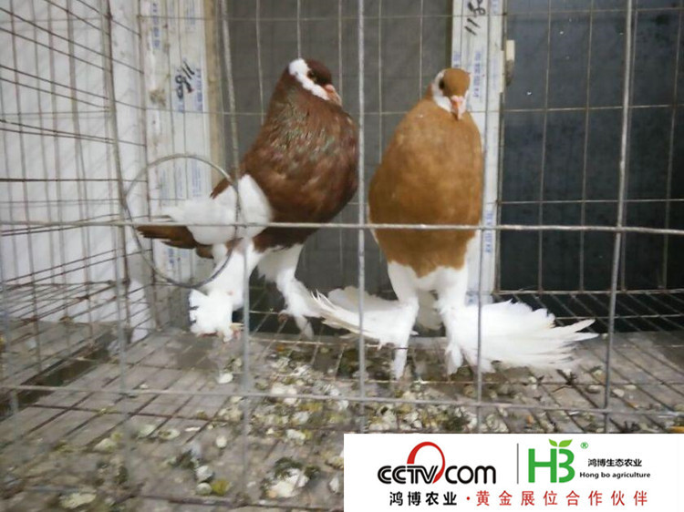 20151262343562_副本