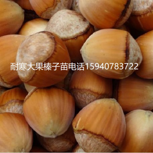 潍坊高产大榛子辽宁榛子查看