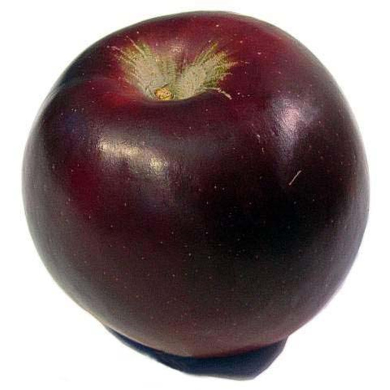 苹果苗_蛇果苹果苗_伏锦苹果苗_奥查金苹果苗_北红苹果苗_规格齐全_欢迎选购