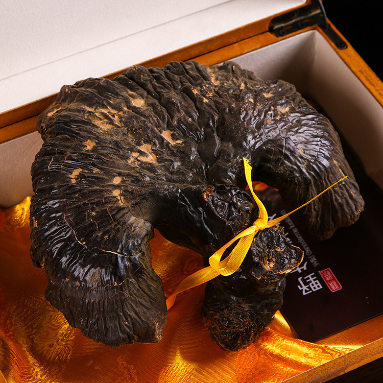 备孕能吃灵芝长白山灵芝 散装灵芝么食用方法