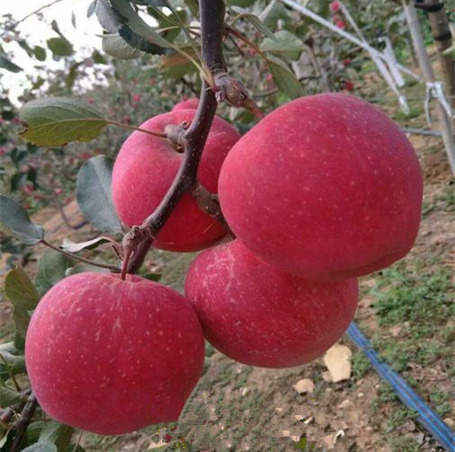 苹果苗_信浓红苹果苗_北红苹果苗_蛇果苹果苗_国光苹果苗_规格齐全_欢迎选购