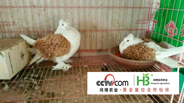 20160511173017265002_s_副本