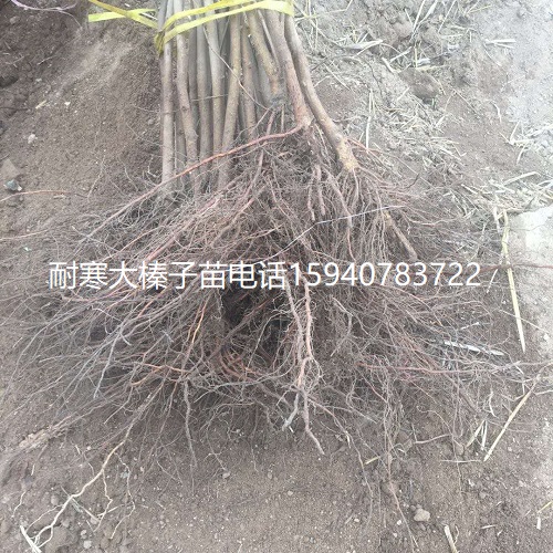 榆林高产大榛子辽宁榛子种植技术