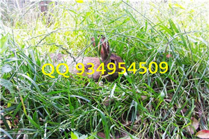 余杭特种养殖动物有哪些