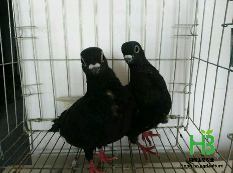 11385343fbf2b211a37c9c50c28065