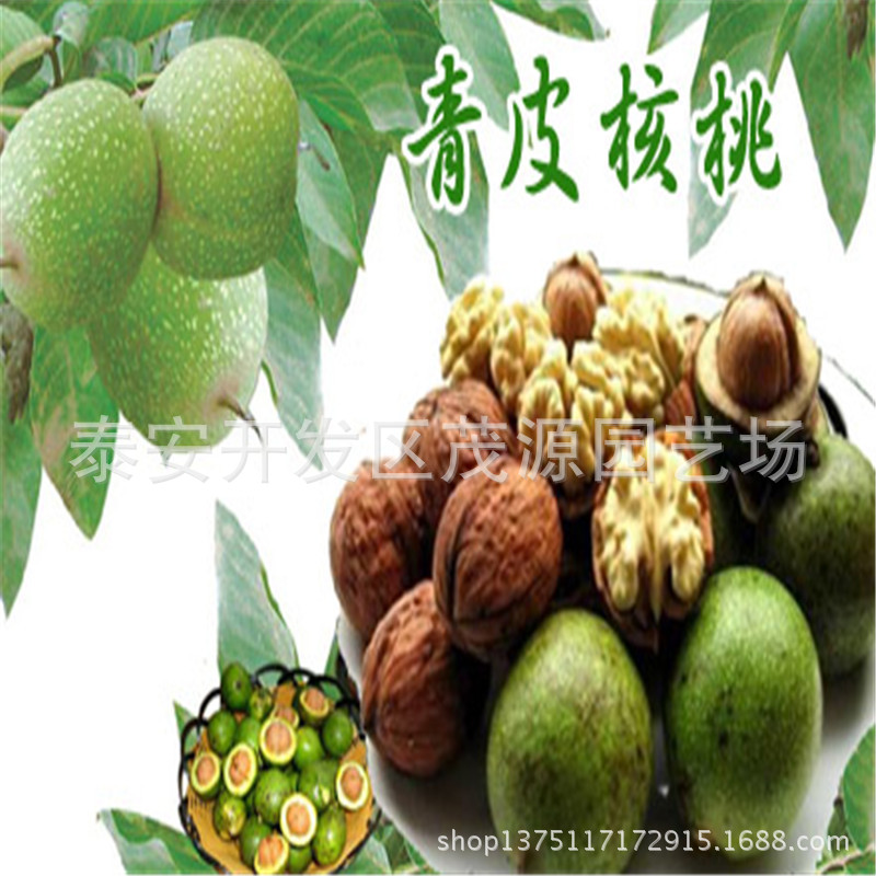 青皮核桃