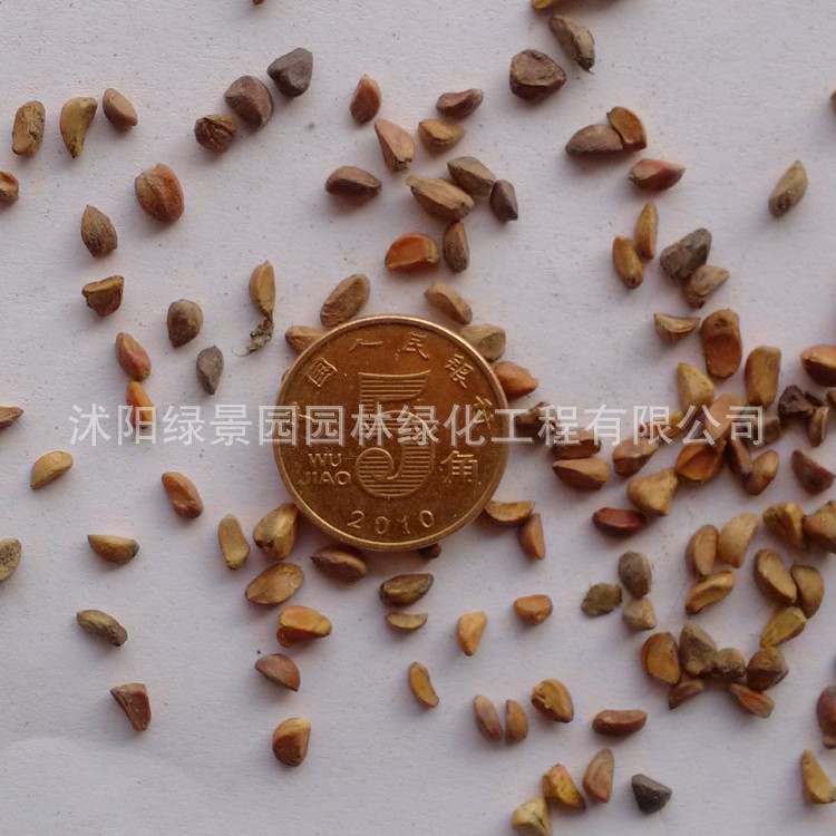 黄刺玫 (2)_conew1