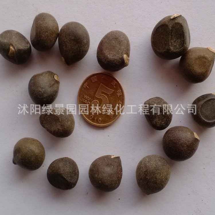 文冠果 (2)_conew1