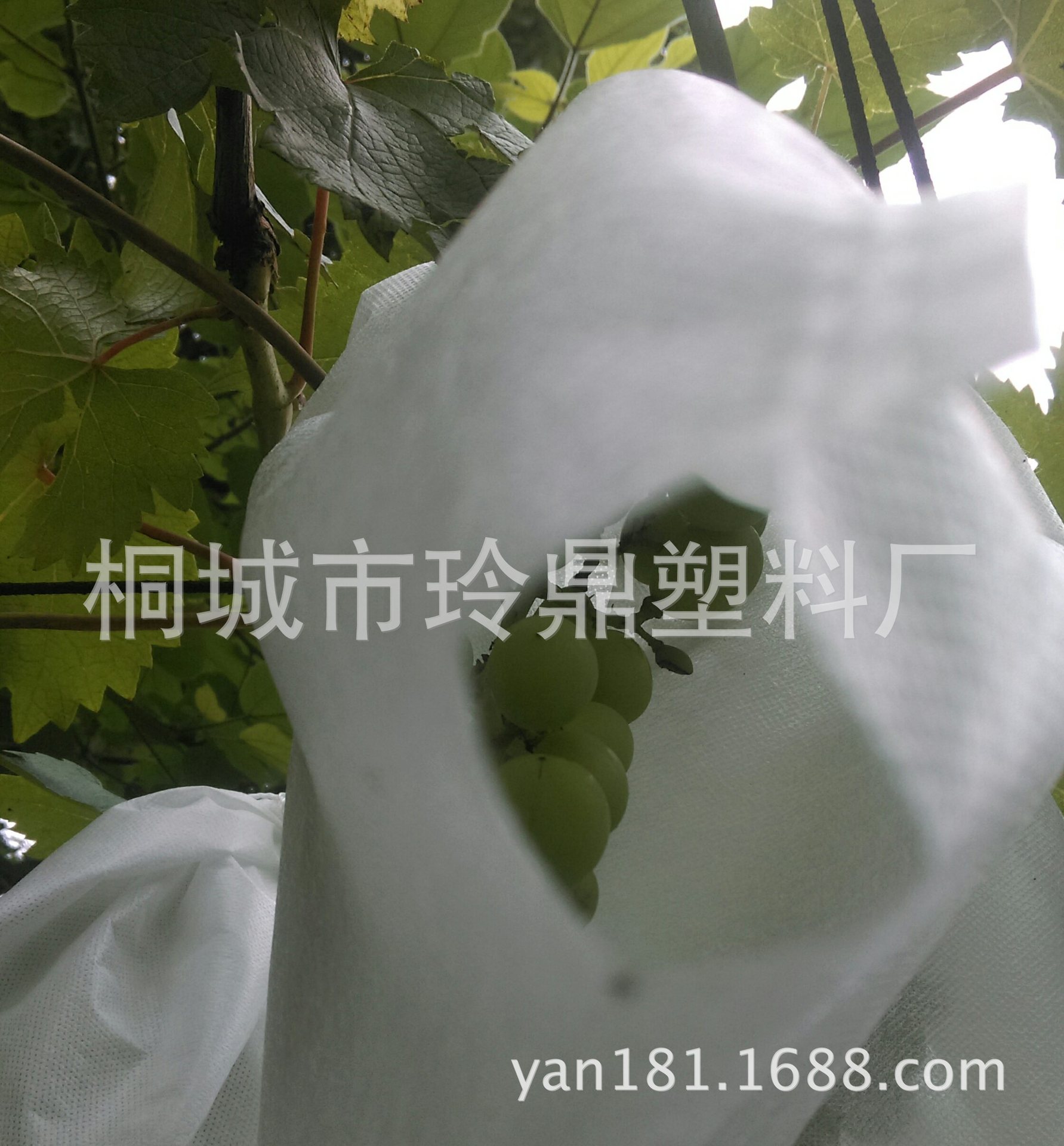 无纺布葡萄套袋
