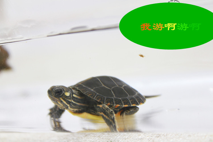 T2K0dlXf8OXXXXXXXX_!!123977931