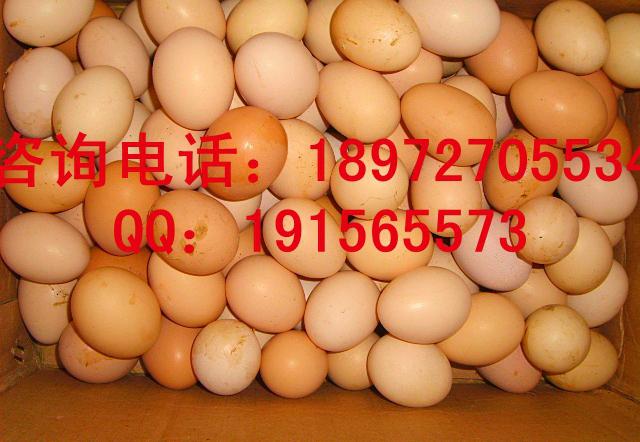 土鸡蛋q