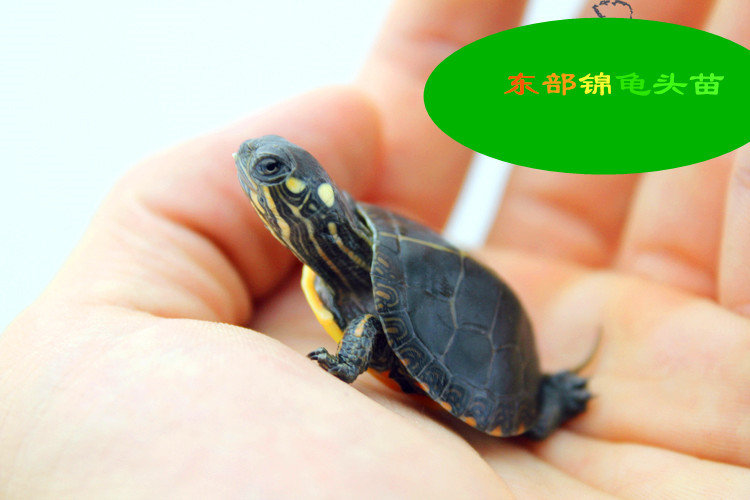 T2e3.hXfNaXXXXXXXX_!!123977931