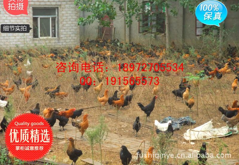 绿壳蛋|土鸡蛋|草鸡蛋|柴鸡蛋