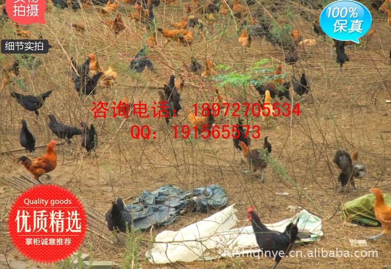 绿壳蛋|土鸡蛋|草鸡蛋|柴鸡蛋