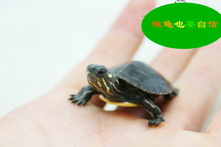 T2mFEiXiNaXXXXXXXX_!!123977931