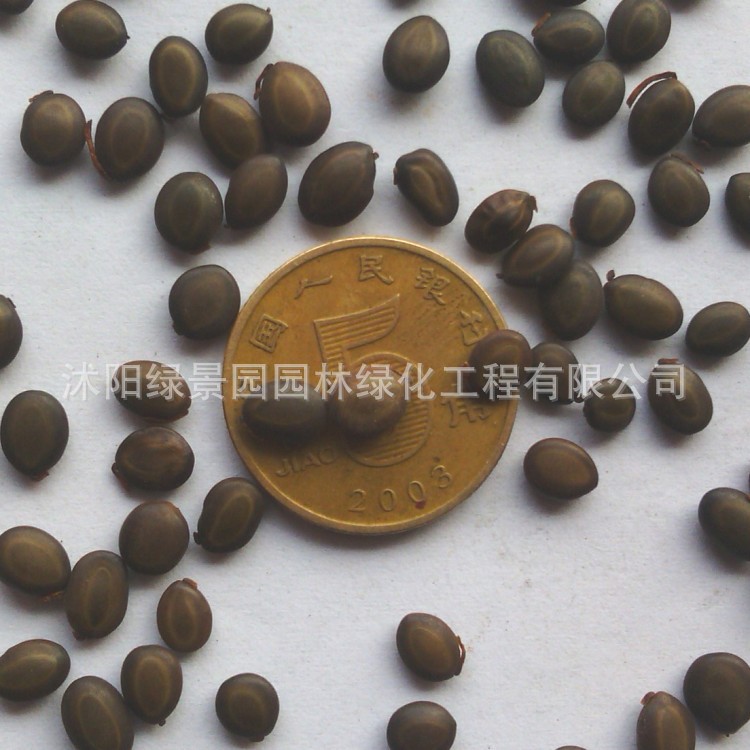 台湾相思豆_conew1