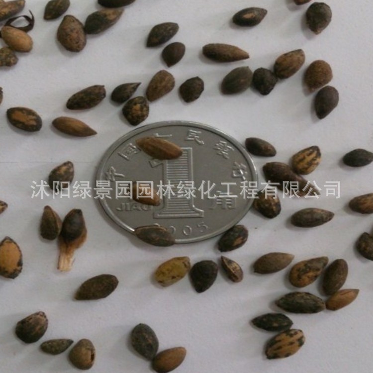 conew_黑松种子_conew1