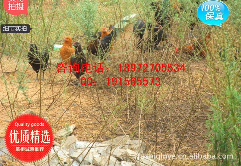 绿壳蛋|土鸡蛋|草鸡蛋|柴鸡蛋