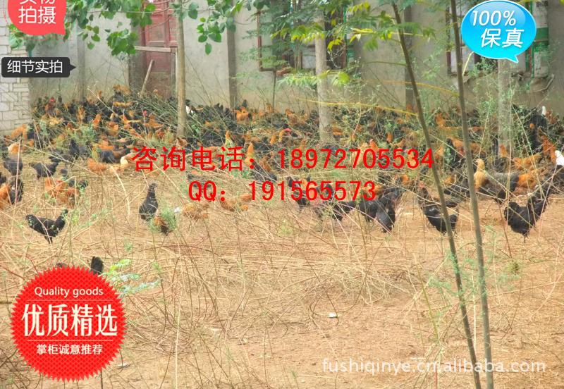 绿壳蛋|土鸡蛋|草鸡蛋|柴鸡蛋