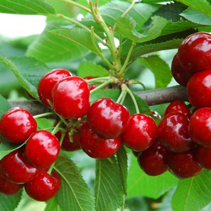 供应品种樱桃苗 3公分樱桃苗易成活 早大果樱桃苗成熟时间