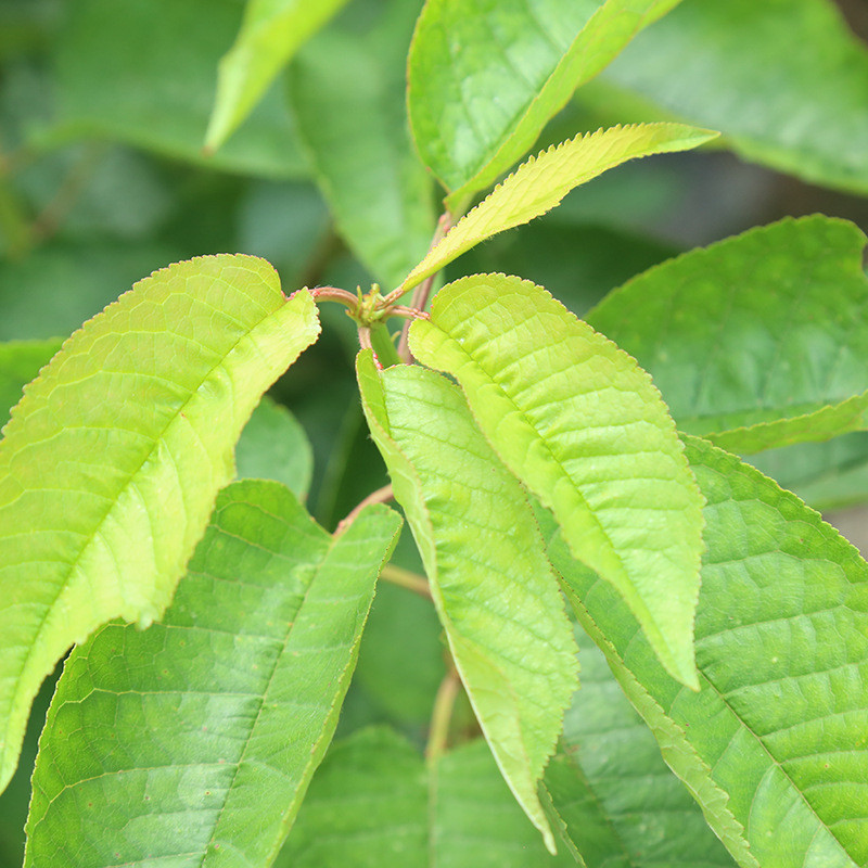 樱桃苗批发价 红灯樱桃苗价格 2公分樱桃苗成熟时间