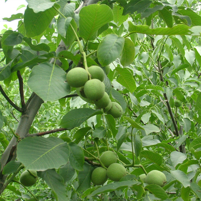 核桃壮苗_山东核桃壮苗_泰安核桃壮苗_核桃壮苗基地_核桃壮苗价位