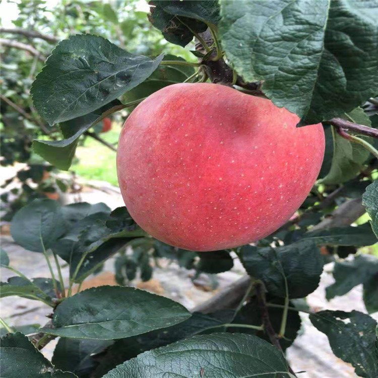 陕西红蛇果苹果苗苹果苗品种齐全