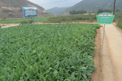 板蓝根种植基地