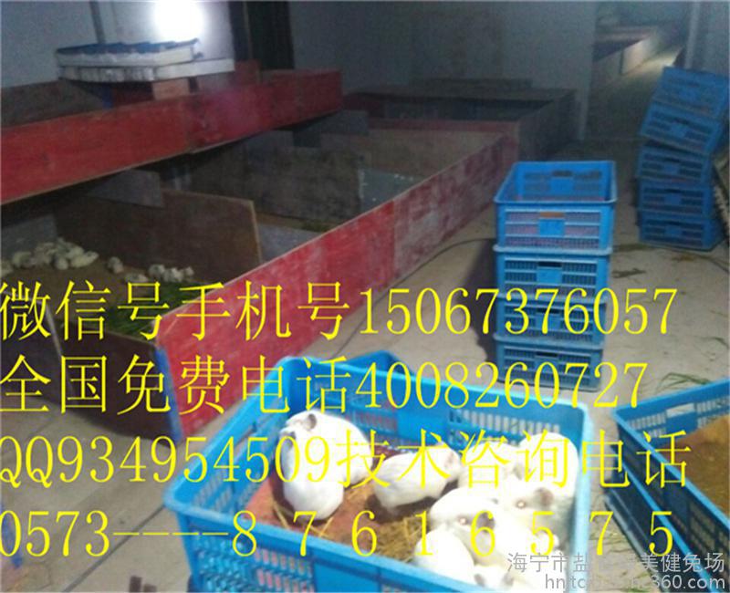 南宁隆安肉兔种兔供应批发