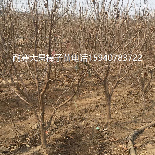 阜新辽宁大榛子苗抗寒榛子