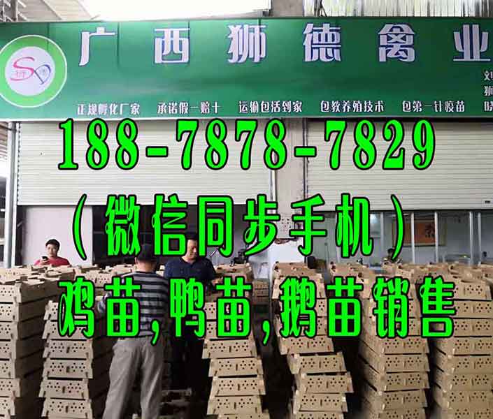 南平泰州杂交鹅苗孵化基地 无棣绿壳鸡蛋鸡苗